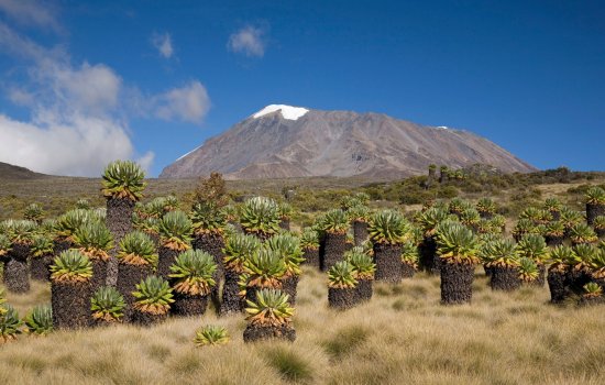 Mt Kilimanjaro page