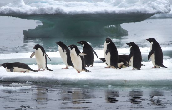 Antarctica Destination Guide