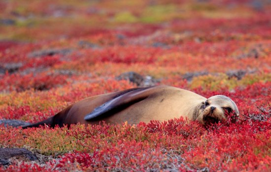The Galapagos