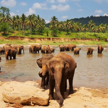 Sri Lanka Safari. Elephants