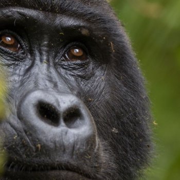 Gorilla Trekking Africa