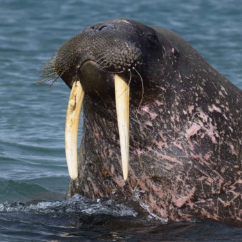 Walrus