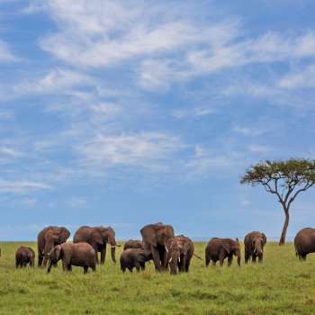 Kenya Bucket List Safaris