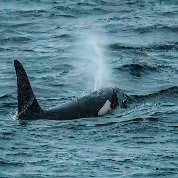 Whales