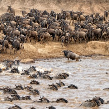 The Great Migration Kenya