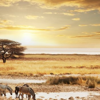 When To Go On Safari