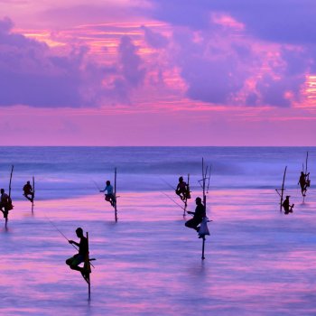 Sri Lanka Stilt fishing