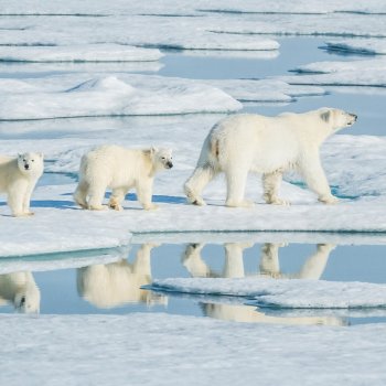 Polar Bear