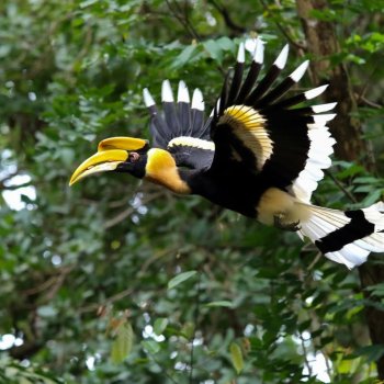 Wildlife Holidays in the rainforest