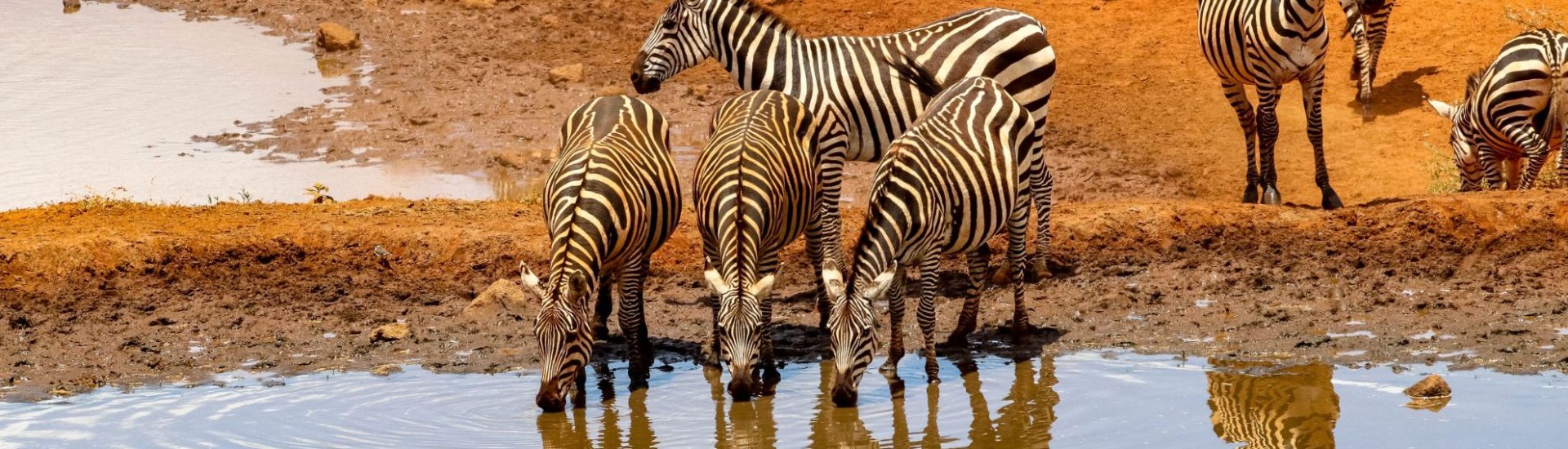 Africa Holidays. Zebras