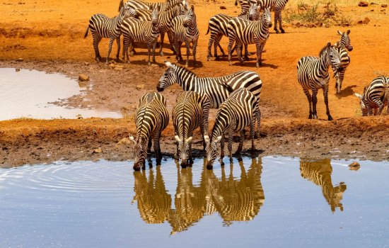 Africa Holidays. Zebras