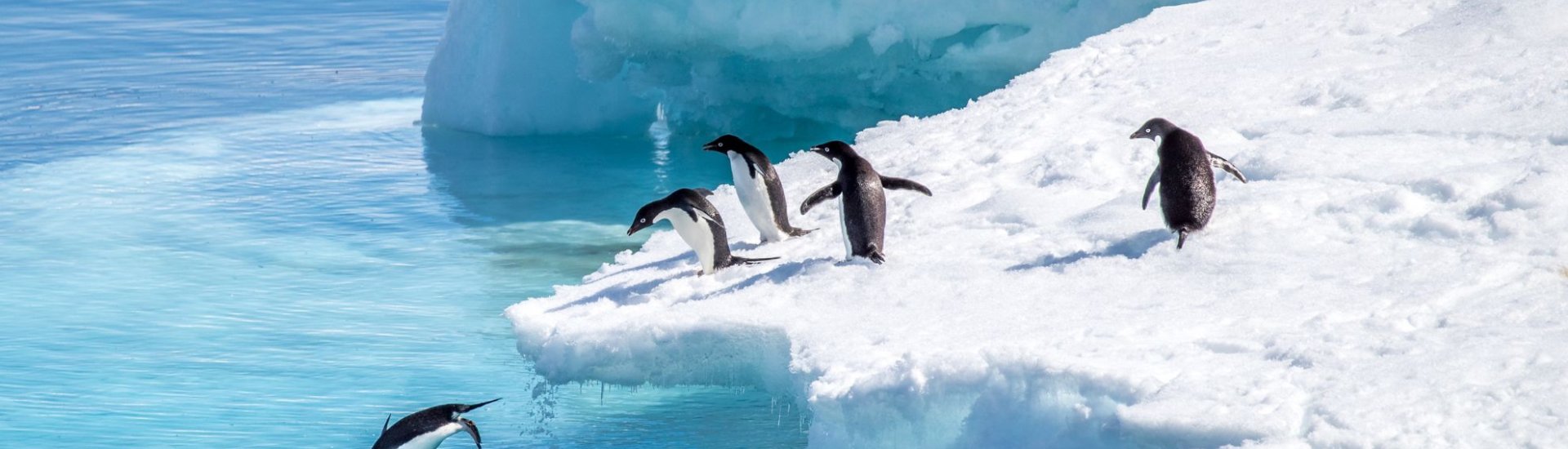 Antarctica Expedition Cruises