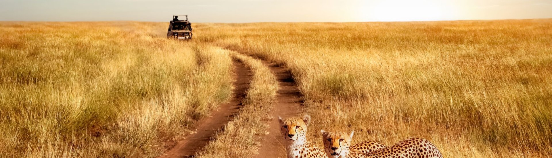 Leopards on safari