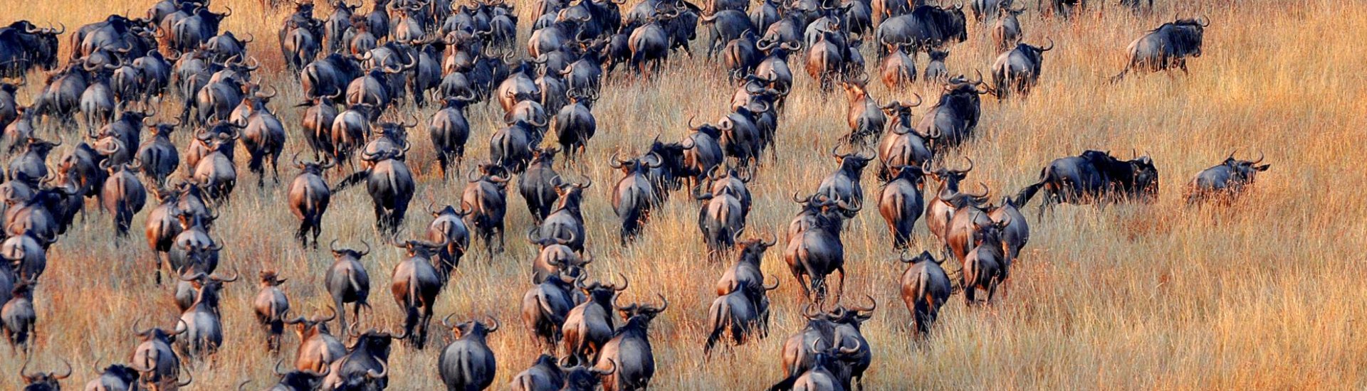 wilderbeast in Africa