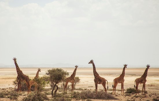 How much is a safari holiday in Africa