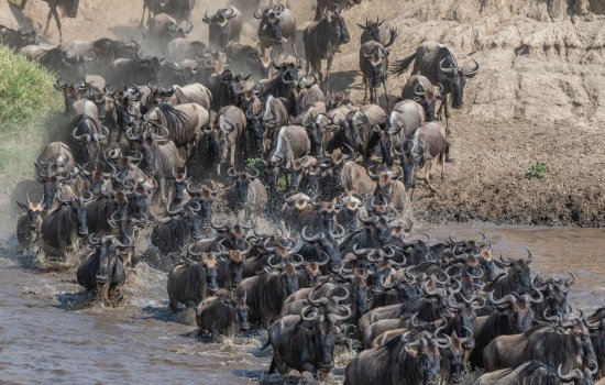 The Great Migration