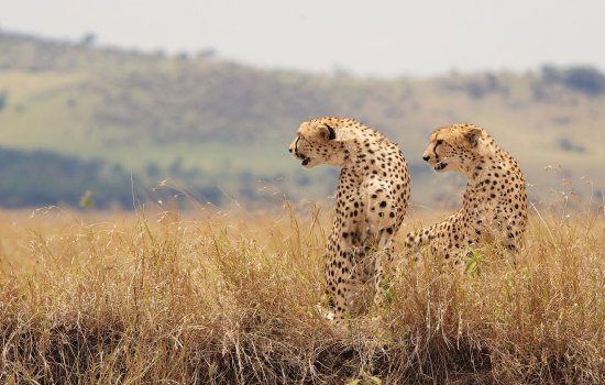 Best Time To Go On Safari