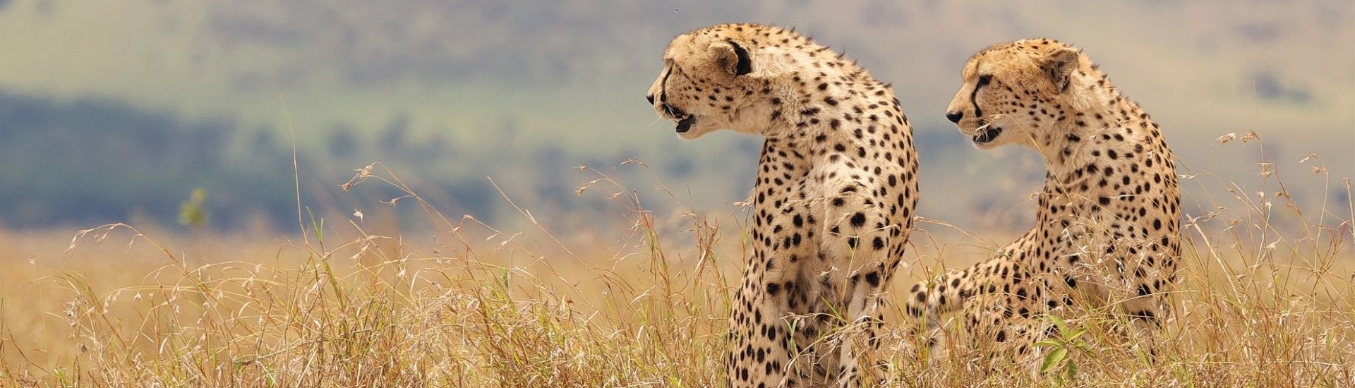 Safari Holiday Safety