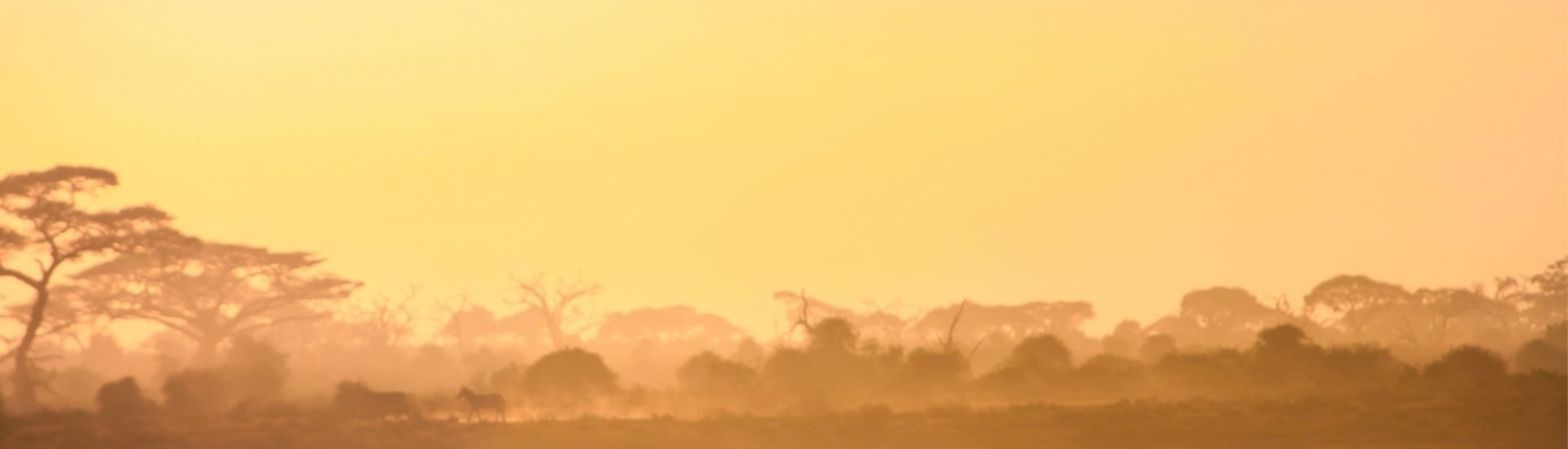 Safari Holiday Safety