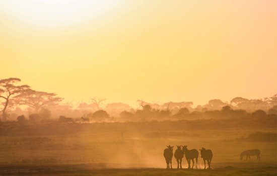 Safari Holiday Safety