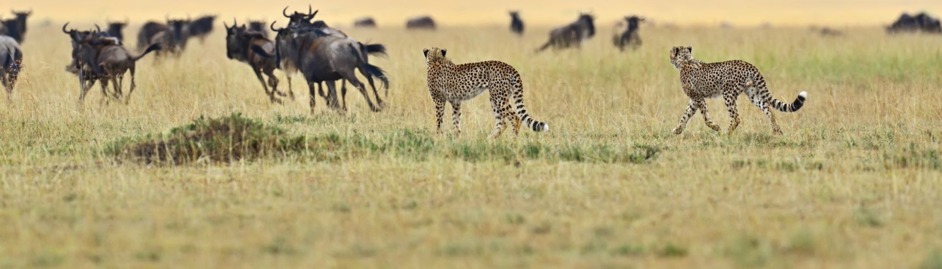 Bucket List Kenya Safaris