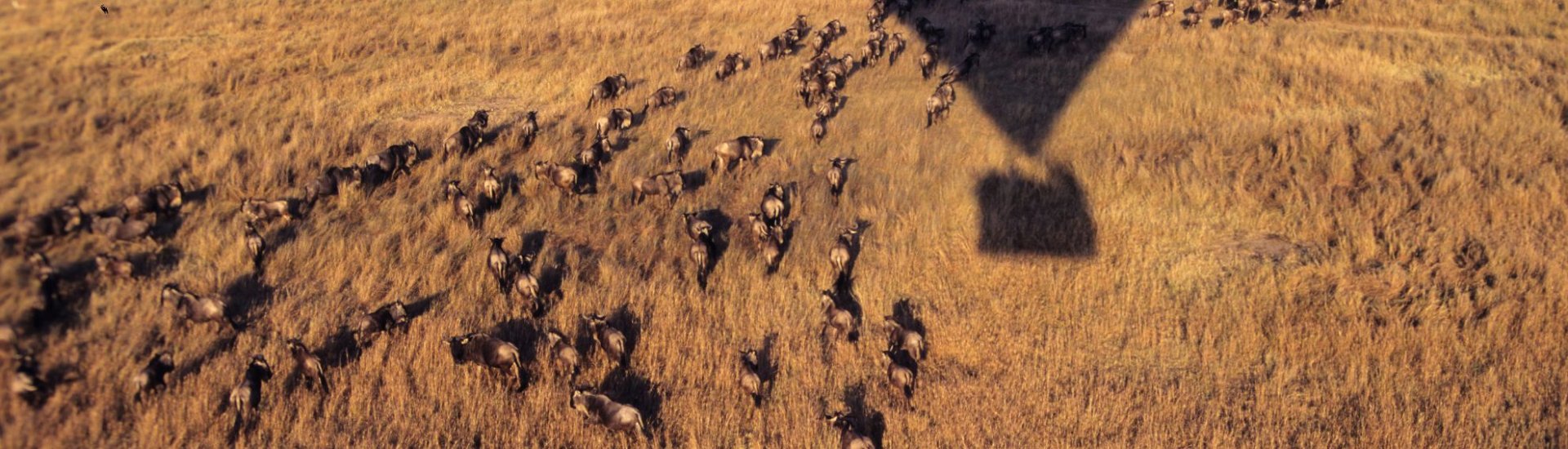Kenya Balloon Safaris