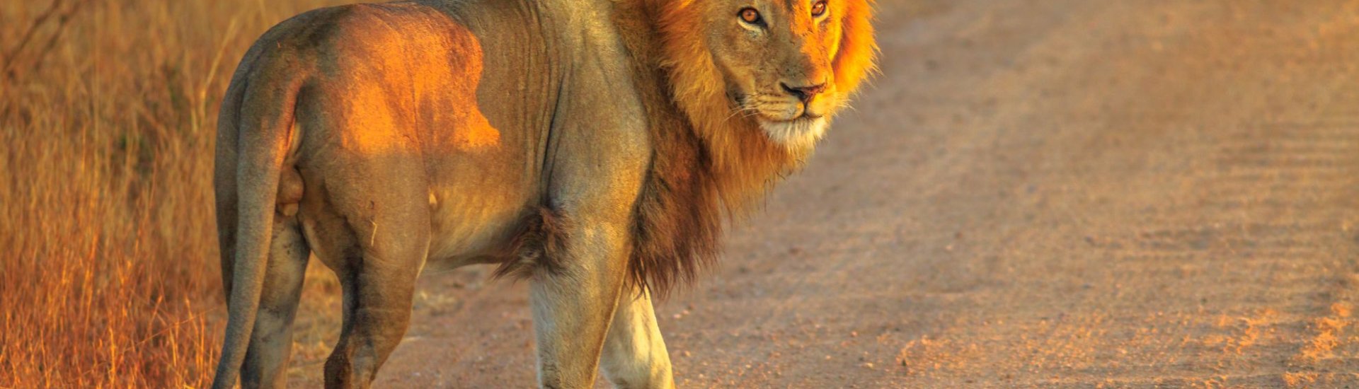 Lion South Africa Safari