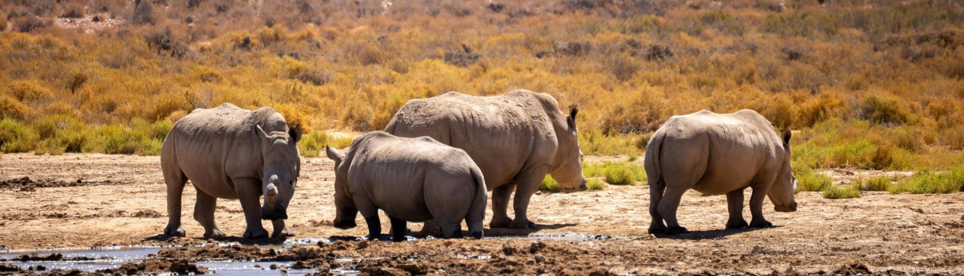 South Africa Safari