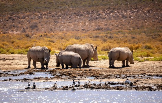 South Africa Safari