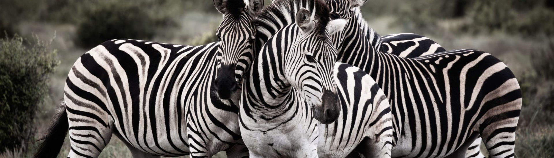 Zebra-South-Africa-Safari
