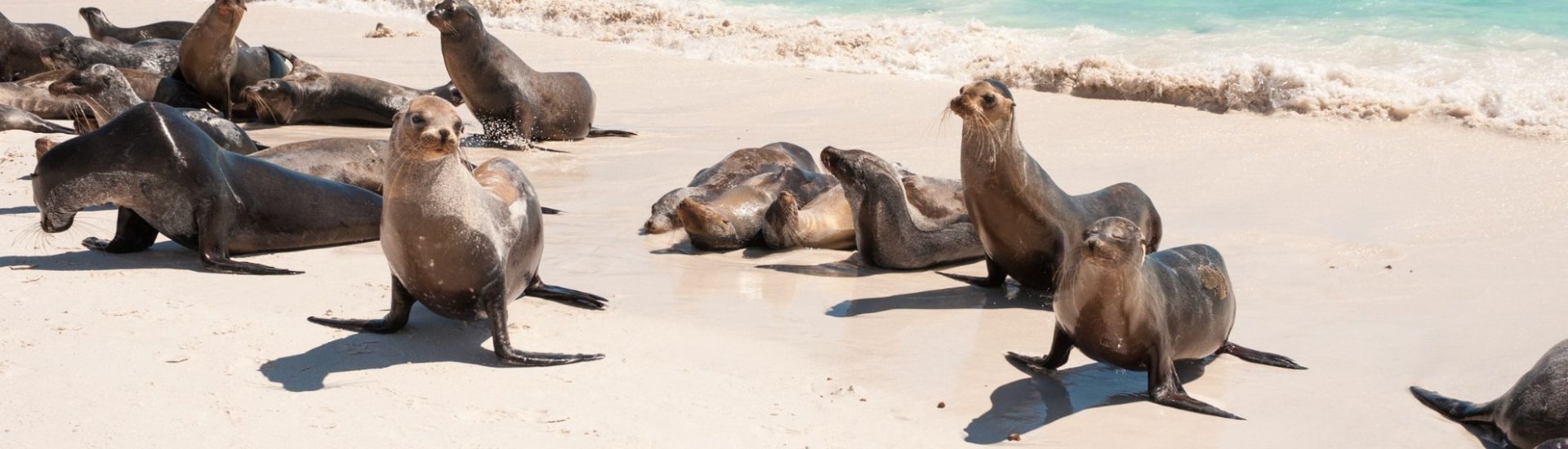 Galapagos Holidays