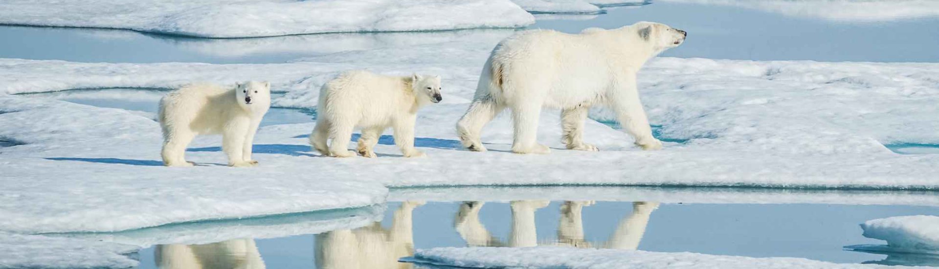 Polar Bear