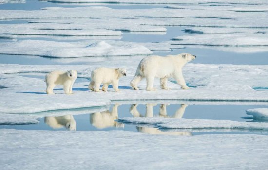 Polar Bear