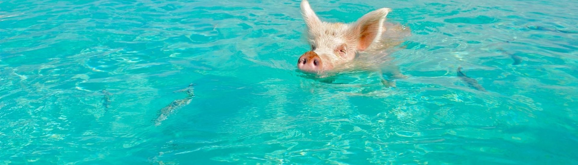 Bahamas Swimming Pig