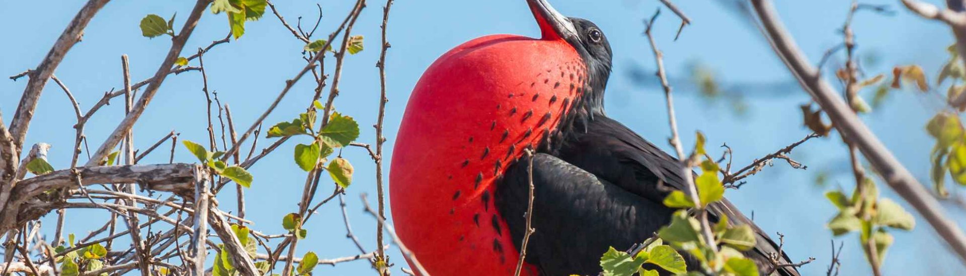 Frigate Bird