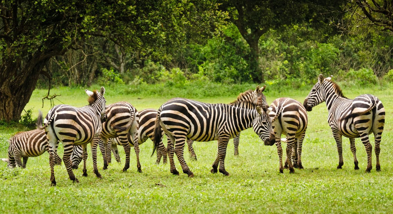 ABERDARE national park