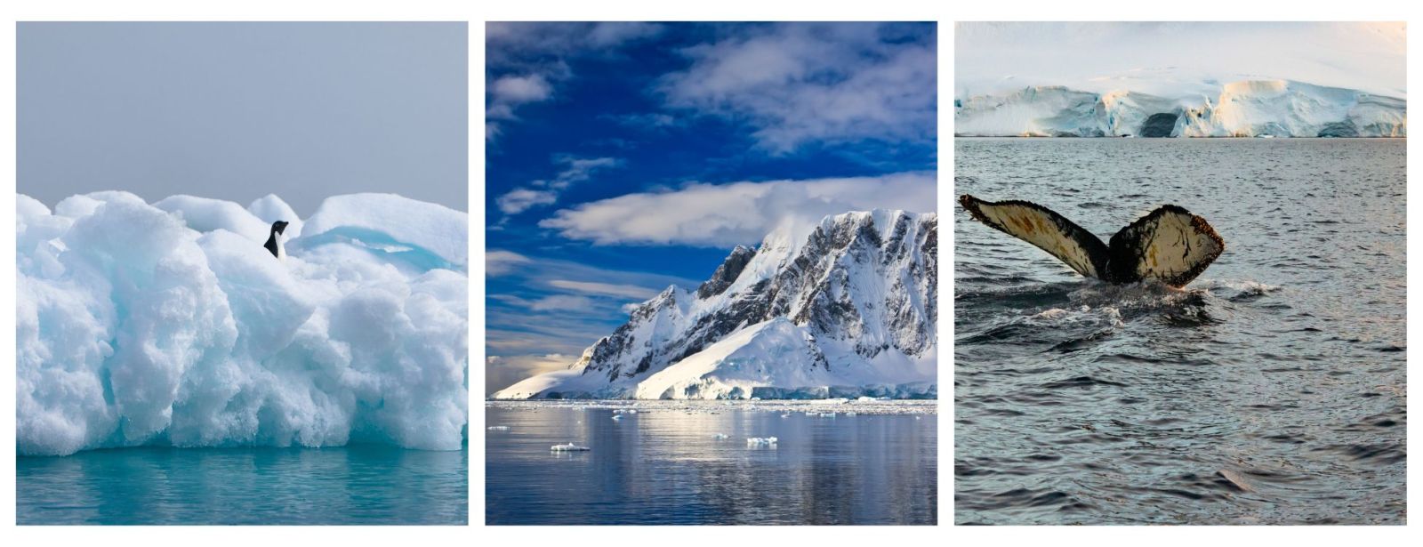 Expedition Cruises to Antarctica. Bespoke Planning