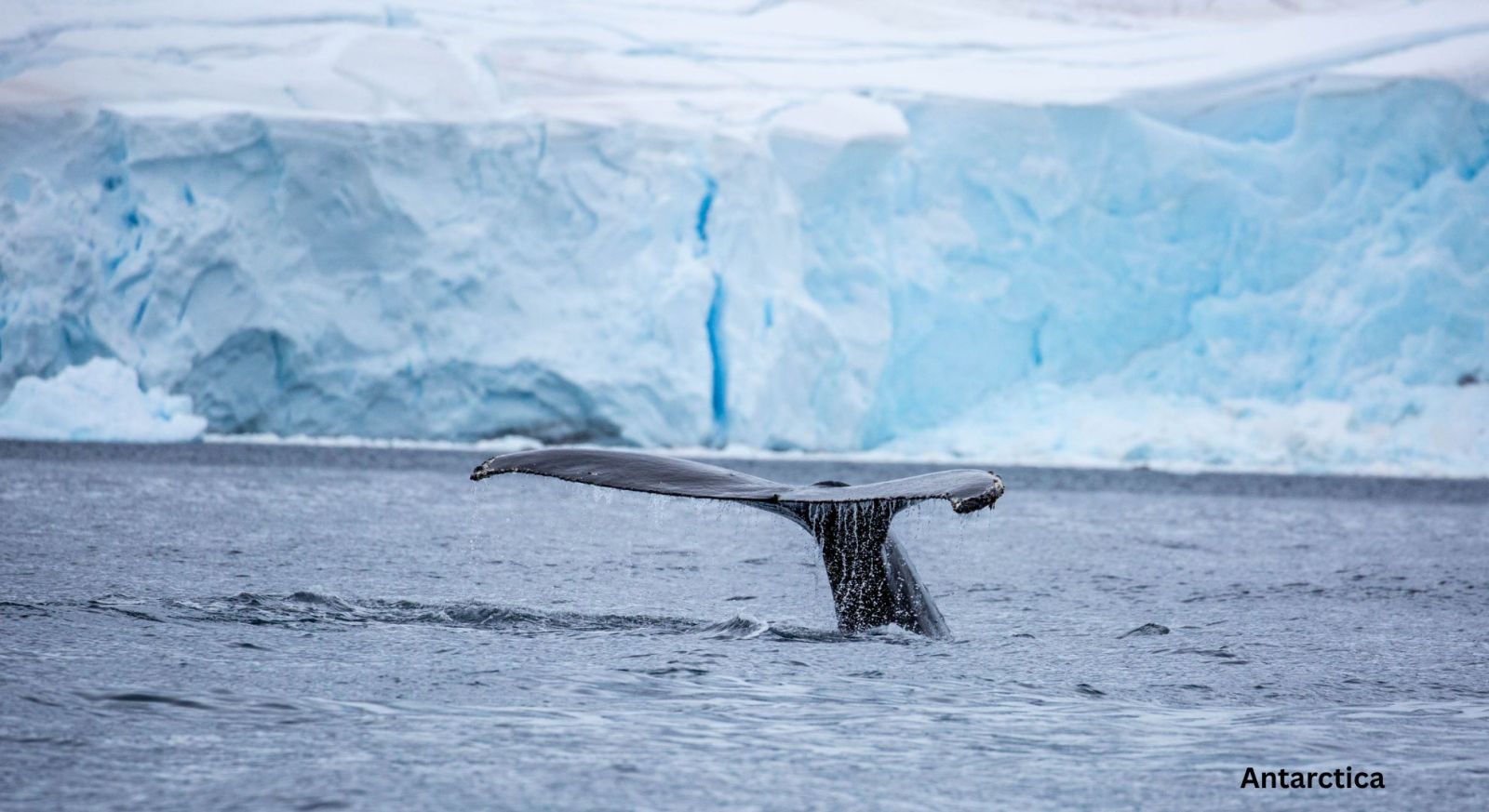 Antarctica, Whales, Antarctica Whales, Antarcttica Expedition Cruise