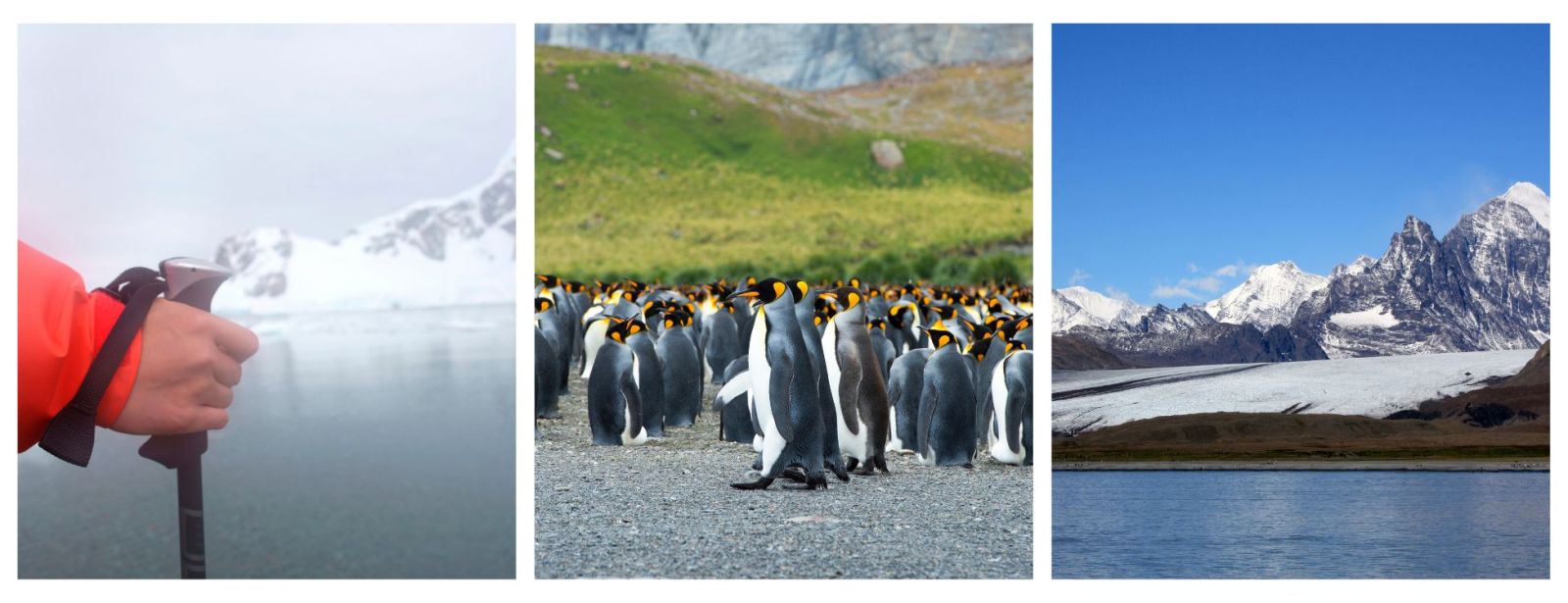 Antarctica Holidays, Polar Holidays, Polar Expedition Cruises, Antarctica Expedition Cruises, South Georgia, King Penguins