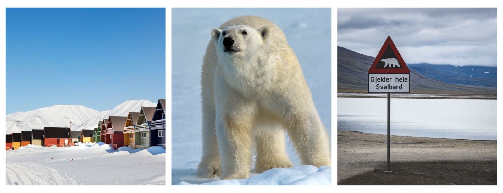 Arctic Holidays. Arctic Expedition Cruises.