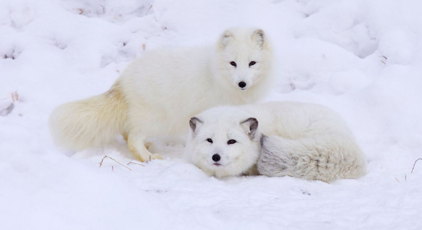 Arctic Expedition Cruises, Arctic Fox, Polar Expedition Cruises