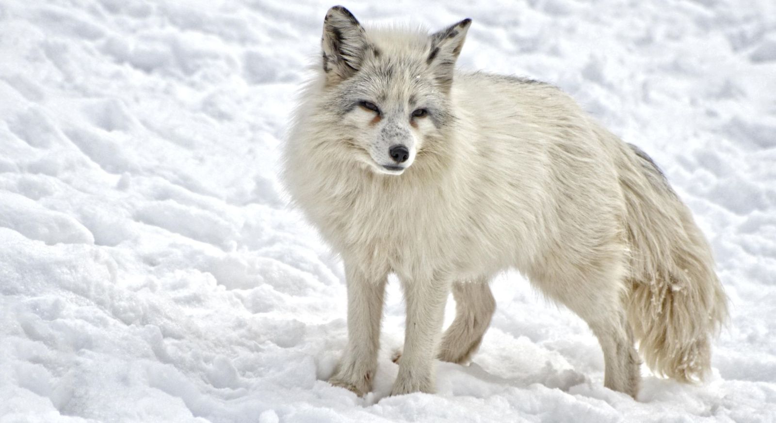 Arctic fox in the Canadian Arctic