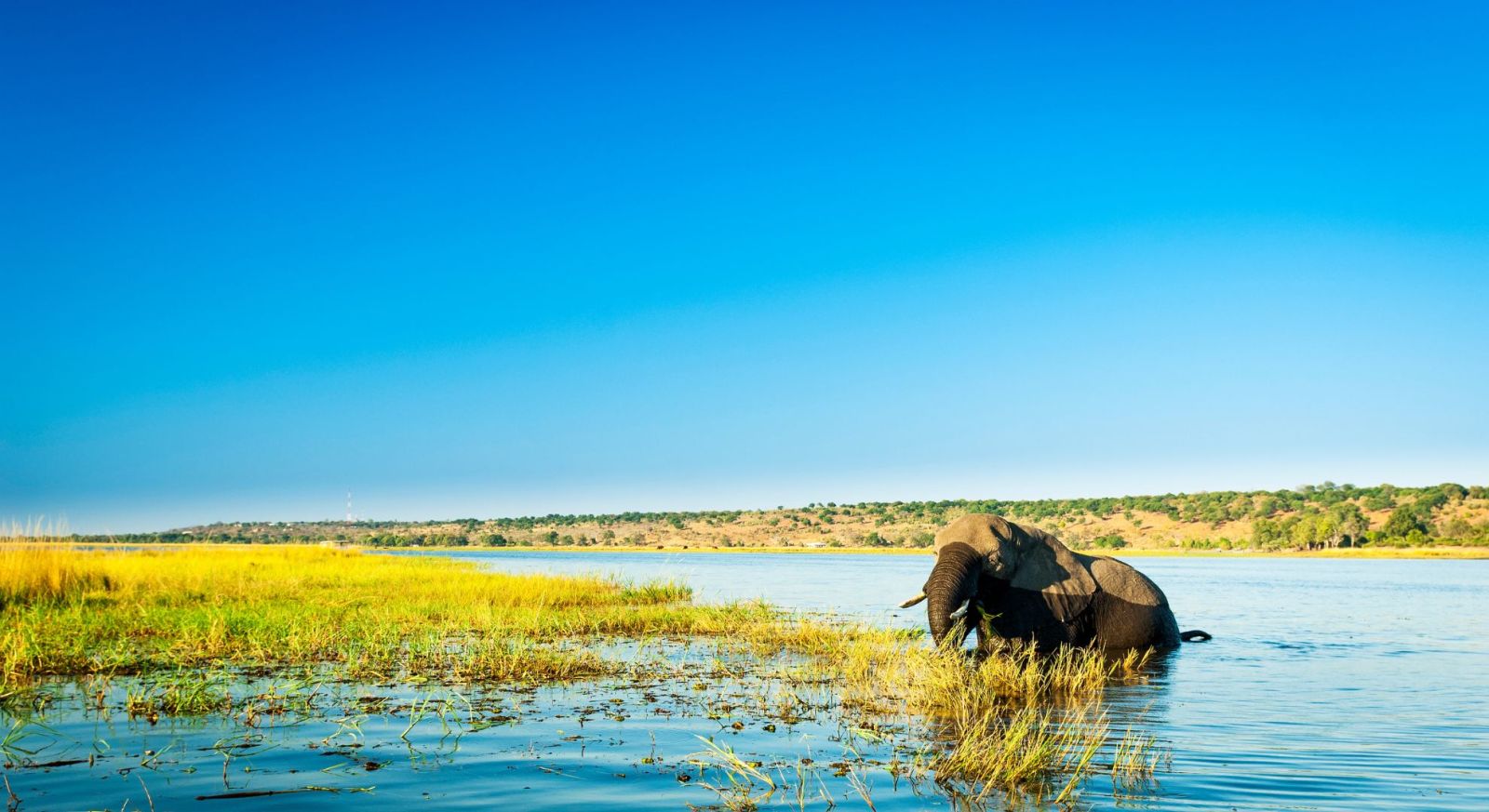 Chobe River safari, Chobe River, Botswana Holiday, Wildlife Holiday, Elephants