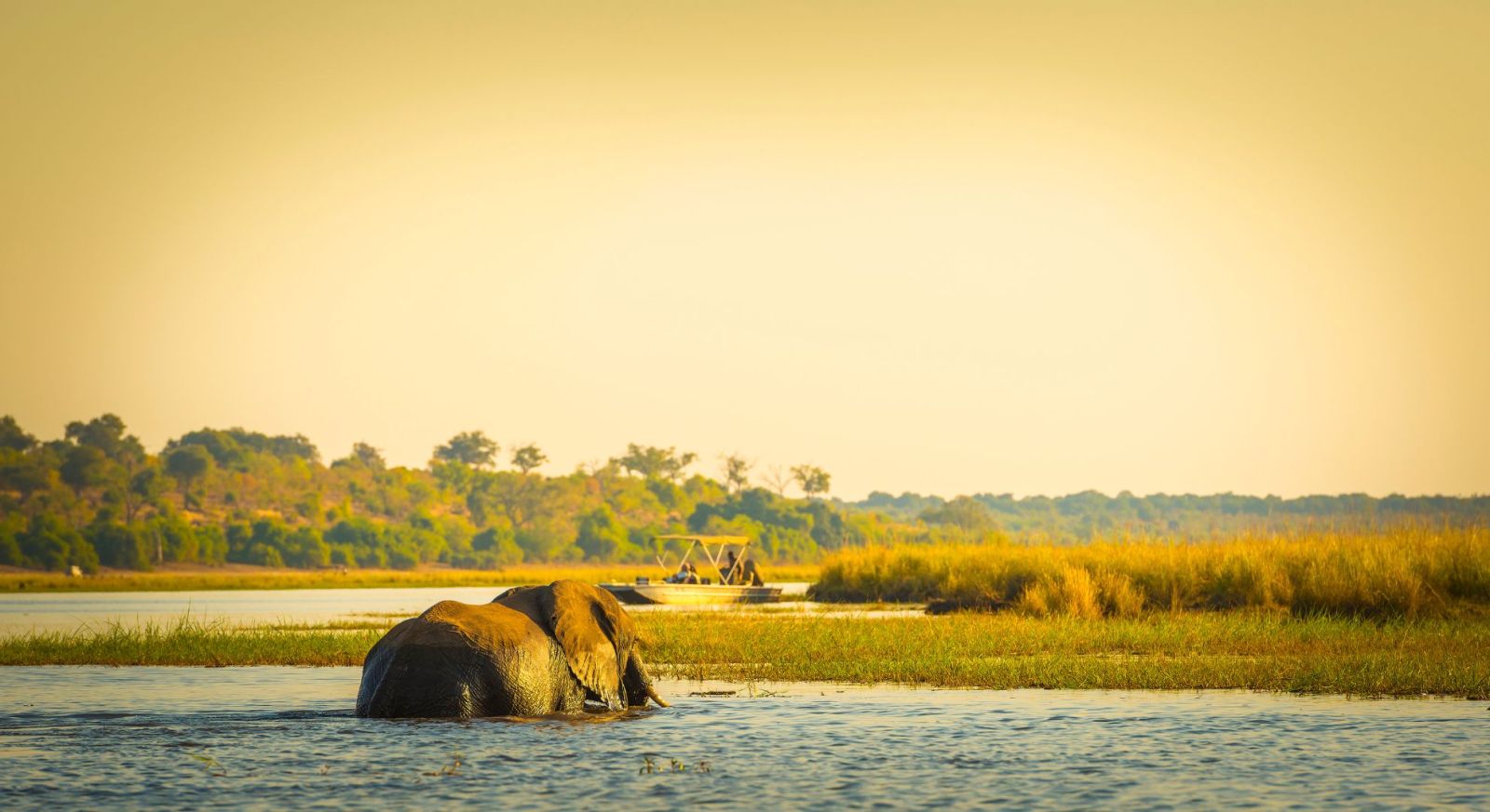 Chobe River Safaris