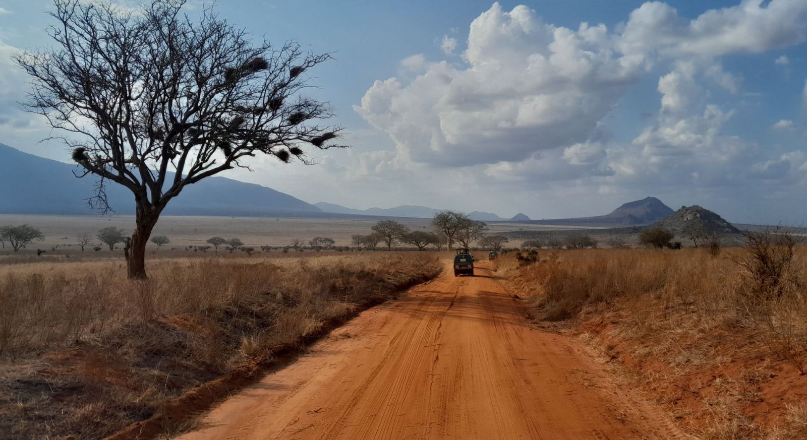 Safari Honeymoon Cost