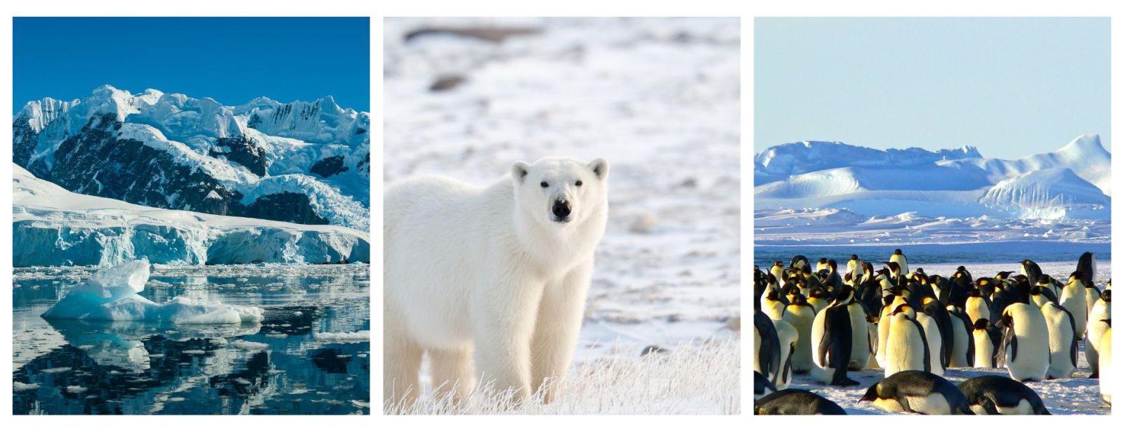 Expedition Cruises, Expedition Holidays, Wildlife Holidays, Polar Cruises, Arctic Cruises, Antarctica Cruises, Polar Bears, Penguins