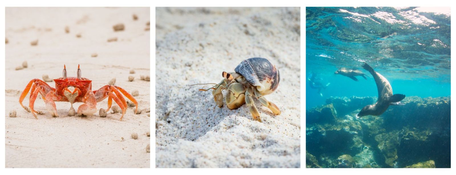Galapagos Expedition Cruises