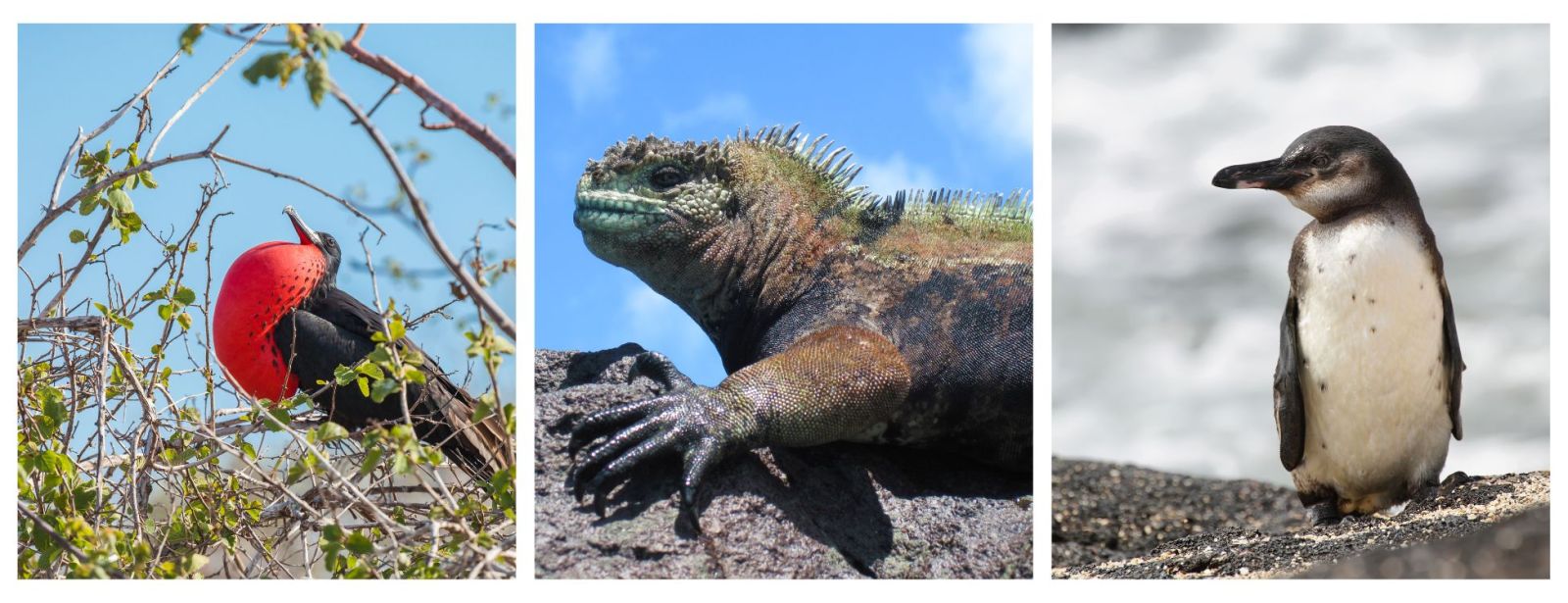 Galapagos Expedition Cruises