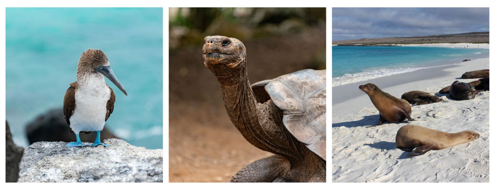 Galapagos Holidays. Blue Footed Boobie, Giant Tortoises, Sea Lions