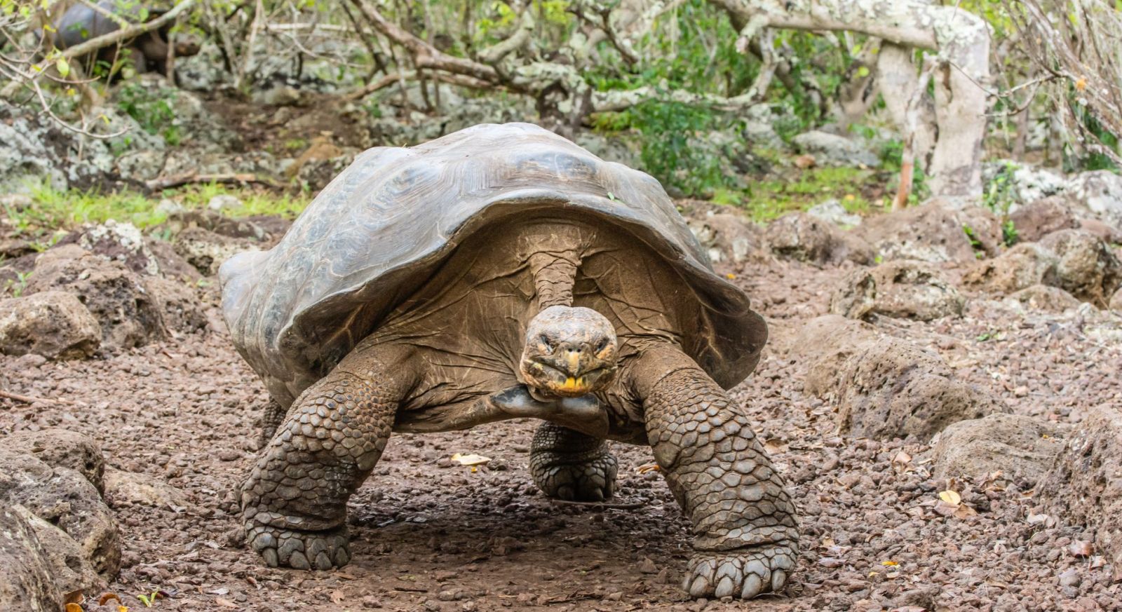 Galapagos Tortoise